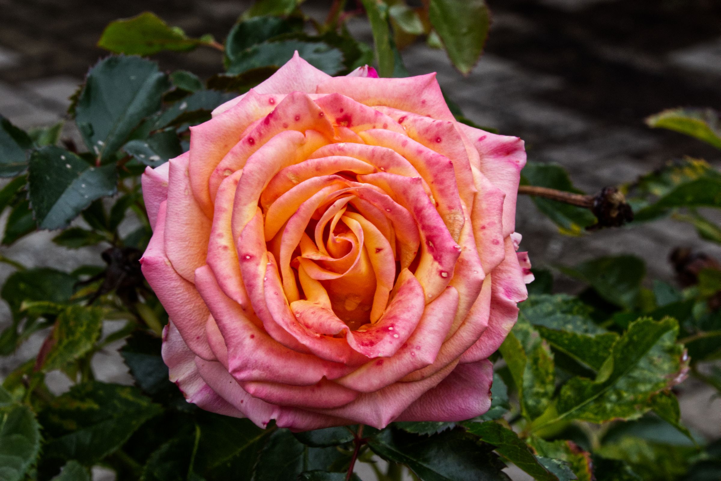 Die letzte Rose 2023